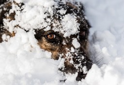 LEO jest słodziakiem - pięknym, kochanym psiakiem