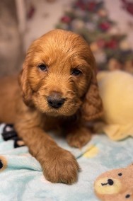 Cocker spaniel angielski RODOWÓD-2