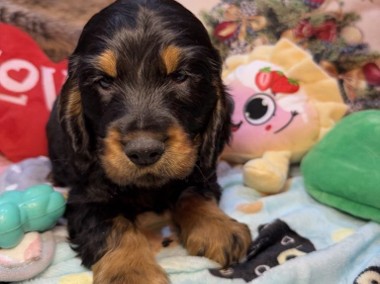 Cocker spaniel angielski RODOWÓD-1