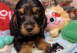 Cocker spaniel angielski RODOWÓD