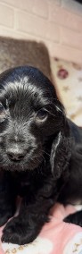 Cocker spaniel angielski RODOWÓD-4