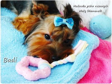 Yorkshire Terrier York piesek Badi szczeniaczek 6-mcy Rodowód i wyprawka-1