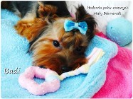 Yorkshire Terrier York piesek Badi szczeniaczek 6-mcy Rodowód i wyprawka