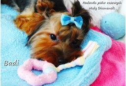 Yorkshire Terrier York piesek Badi szczeniaczek 6-mcy Rodowód i wyprawka