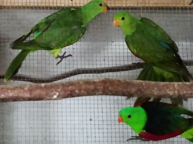 Papugi czerwonoskrzydłe krasnopiórkai 21-2