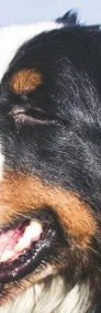 Berneński pies pasterski piękny reproduktor-3