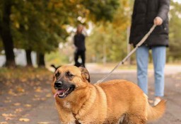 Delikatny, emocjonalny, zakochany w człowieku piesek do adopcji! :)