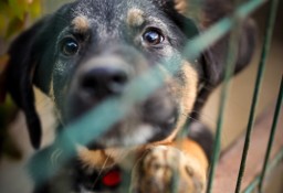 Pokochaj Korala ten dziecka potrzebuje człowieka