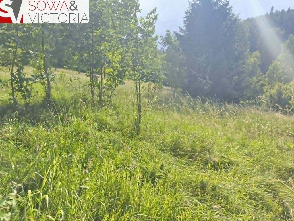 Kameralna działka pod lasem ze starym sadem - Widok 5