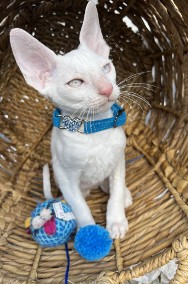 Cornish rex kocurek blue eyes cudowny serduszko -2