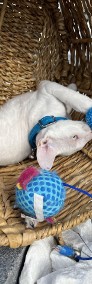 Cornish rex kocurek blue eyes cudowny serduszko -3