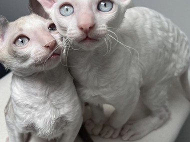 Cornish rex kocurek blue eyes cudowny serduszko -1