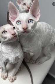 Cornish rex kocurek blue eyes cudowny serduszko -2