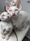 Cornish rex kocurek blue eyes cudowny serduszko 