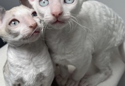 Cornish rex kocurek blue eyes cudowny serduszko 