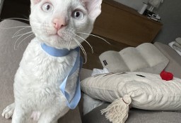 Cornish rex kocurek blue eyes cudowny serduszko 