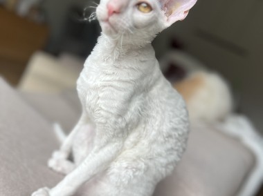 Cornish rex kocurek szafir - wyjątkowe oczy -1