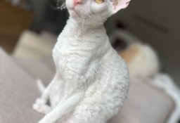 Cornish rex kocurek szafir - wyjątkowe oczy 