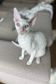 Cornish rex kocurek szafir - wyjątkowe oczy -2