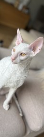 Cornish rex kocurek szafir - wyjątkowe oczy -4