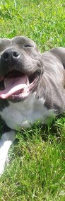 Amstaff-American Staffordshire Terrier BLUE-SUCZKA-4