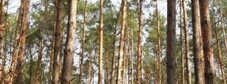 Działka leśna Roszkowo-1