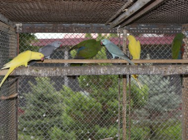 Papugi królewskie szkarłatki -1
