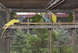 Papugi królewskie szkarłatki
