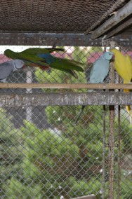 Papugi królewskie szkarłatki -2