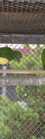 Papugi królewskie szkarłatki -3