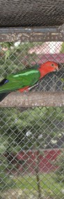 Papugi królewskie szkarłatki -4