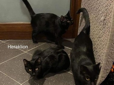 Koci bracia czekają na wspólny dom lub na dokocenie-2