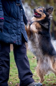 Jakże prosić jeszcze mam o domek? - adoptuj MacGyvera-2