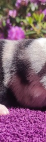 Pies Border Collie - Piękne szczenię blue-merle do rezerwacji-3