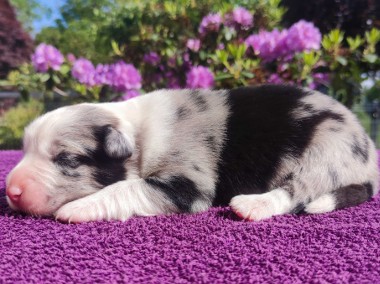 Pies Border Collie - Piękne szczenię blue-merle do rezerwacji-1