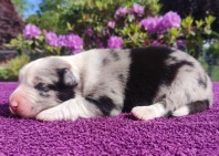 Pies Border Collie - Piękne szczenię blue-merle do rezerwacji