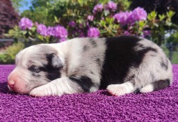 Pies Border Collie - Piękne szczenię blue-merle do rezerwacji