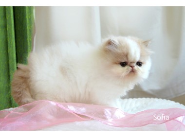 Sofia - kotka perska kremowo biała-1