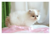 Sofia - kotka perska kremowo biała