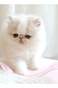 Sofia - kotka perska kremowo biała-2
