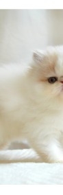 Sofia - kotka perska kremowo biała-3