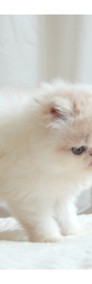 Sofia - kotka perska kremowo biała-4