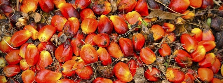 olej palmowy do celów spożywczych, biodiesel i inne-1