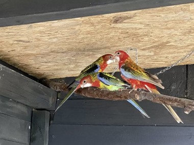Papugi rozela bialolica -1
