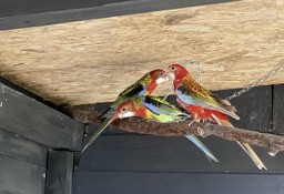 Papugi rozela bialolica 