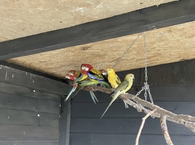 Papugi rozela bialolica -2