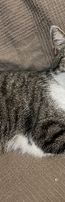 Urocze koty biało-bury Kajtek i bura Fuzja szukają domu - Fundacja "Koci Pazur"-3