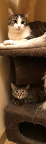 Urocze koty biało-bury Kajtek i bura Fuzja szukają domu - Fundacja "Koci Pazur"-4