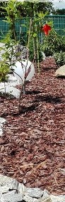 Kora sosnowa iglaków ogrodowa kwiatowa torf nawóz obornik humus-4