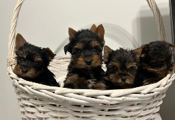 Szczeniaki Yorkshire Terrier Miniaturki